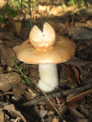 Russula maculata