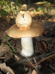 Russula maculata