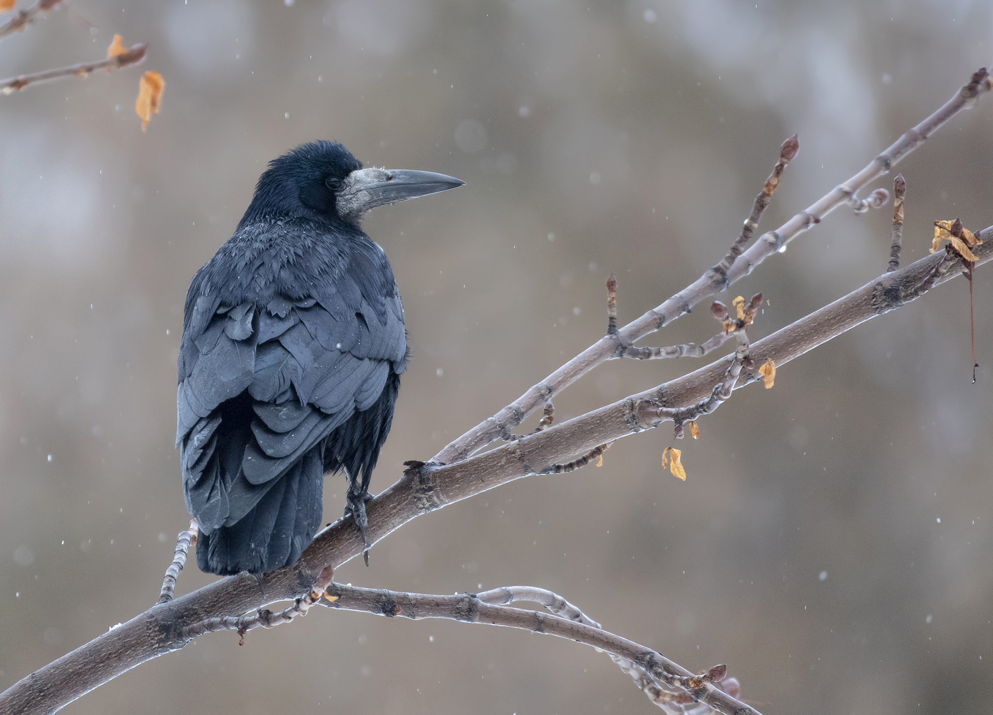 Rook (Corvus frugilegus)