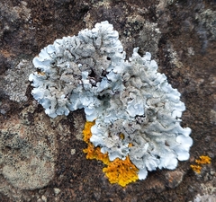 Myelochroa aurulenta