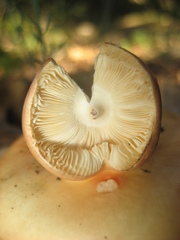 Russula maculata