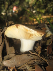 Russula maculata
