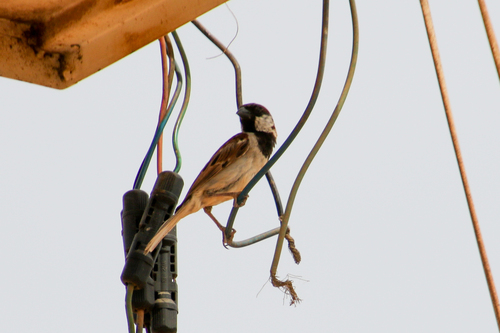 House Sparrow
