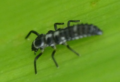 Propylea quatuordecimpunctata