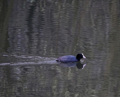 Fulica atra