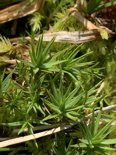 Jensen's Haircap Moss (Polytrichum jensenii)