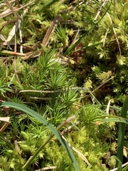 Polytrichum jensenii