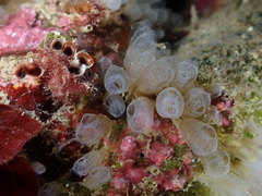 Pycnoclavella atlantica