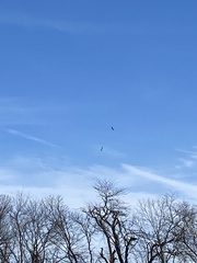 Haliaeetus leucocephalus