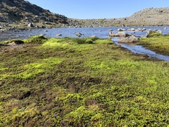 Polytrichum jensenii