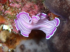 Prostheceraeus roseus