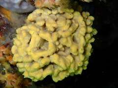 Axinella damicornis