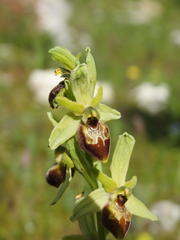 Ophrys exaltata archipelagi