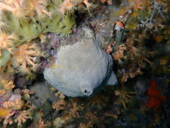 Irciniidae