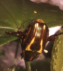 Rutela
