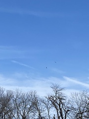 Haliaeetus leucocephalus