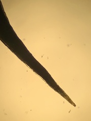 Polytrichum jensenii