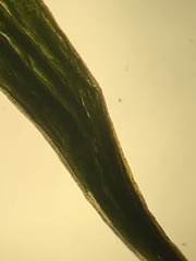 Polytrichum jensenii