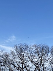 Haliaeetus leucocephalus