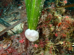 Polysyncraton lacazei
