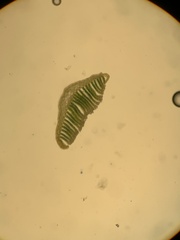 Polytrichum jensenii