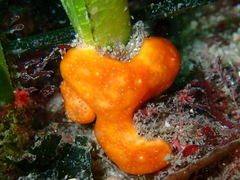 Polysyncraton lacazei