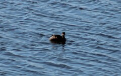 Podiceps nigricollis