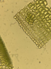 Polytrichum jensenii