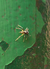 Phintella bifurcilinea