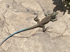 Aspidoscelis neomexicanus