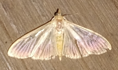 Margaroniini