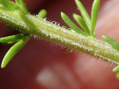 Selago villicaulis