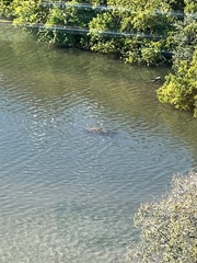Trichechus