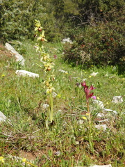 Ophrys exaltata archipelagi