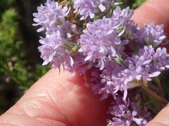 Selago villicaulis