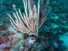 Eunicella singularis