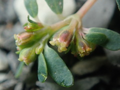 Euphorbia cryptorubra