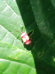 Omophoita