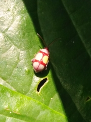 Omophoita