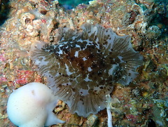 Dendrodoris grandiflora