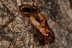 Eusphecia pimplaeformis