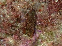 Gnathophyllum elegans