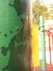 Phintella bifurcilinea