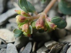 Euphorbia cryptorubra