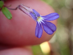 Lobelia neglecta