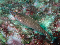 Symphodus rostratus