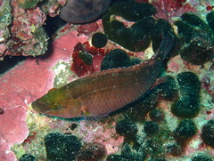 Symphodus mediterraneus