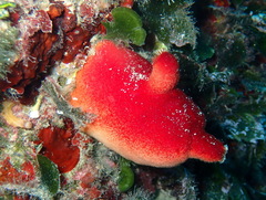 Halocynthia papillosa