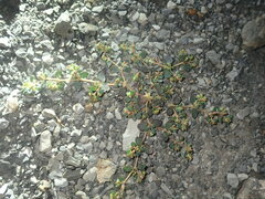 Euphorbia cryptorubra