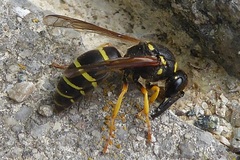 Odynerus